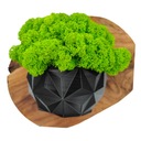 Вазон со мхом БОЛЬШОЙ МОХ в горшке 3D печать №2