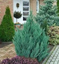 МОЖЖЕВЕЛЬНИК КИТАЙСКИЙ STRICTA JUNIPERUS Саженцы P9