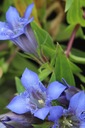 Horec BLUE STAR Gentiana NIŽŠIA TRVALKA intenzívne MODREJ KVETY Rastlinná forma sadenice v nádobe s objemom 1 – 2 l