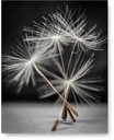 Постер Одуванчик 40х50 см #2А2