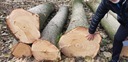 KARPY małe Paulownia Oxytree Drzewo Tlenowe Gwarancja Wysokość sadzonki 20-30 cm