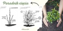 Vinič ARKADIA-- č. 552 Rastlinná forma sadenice v nádobe s objemom 1 – 2 l