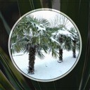Palma MRAZUVZDORNÁ semená Trachycarpus Fortunei do záhrady 10ks Značka iná
