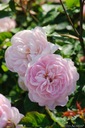 Róża Parkowa ANGIELSKA Gentle Hermione D.AUSTIN