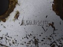 SCARAB MINOR ДИСК СТАЛЬНИЙ 14″ JANTSA 5,5JH14H2 550143 #X1371  (17828565040) фото min 6