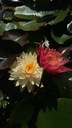 Водяная лилия Perry's Double Yellow Water Lily Полностью желтая