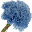БУКЕТ ГОЛУБОЙ КАРНОН ИЗ Х6 ЦВЕТОВ