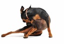 Royal Canin DOG Anallergenic 1,5kg Značka Royal Canin