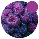 Фиолетовая малина GLEN COE Thornless – потрясающий вкус ПОВТОРЯЕТ плодоношение