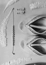 Нежные серьги-капли с серебряными цирконами