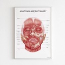 Plansza tablica anatomiczna plakat mięśnie twarzy
