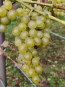 Winorośl PRIM - deserowa zielona Cechy charakterystyczne lubiące słońce proste w pielęgnacji przyjazne dla zwierząt