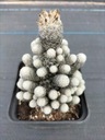 ESCOBARIA sneedii ssp leei морозостойкий кактус.