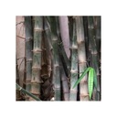 Bambusové semená Dendrocalamus strictu Bambus železný Rastliny na živý plot Stav balenia originálne