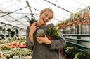 Hedera Wonder Ivy Beautiful GREEN CREEPER