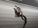 БАК ПАЛИВА AUDI A5 (F53) 8W6201021CR 2.0L GASOLINE 2019  (18360207176) фото min 8