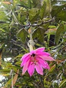 Exotické semená Passiflora Mučeníčka Marakuja Passionfruit ružový kvet Druh Okrasný strom