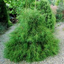 THUJA FILIFORMIS WESTERN TRUTH RARITY ЦВЕТОЧНЫЙ ГОРШОК