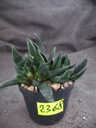 Gasteria NIGRICANS Monstruosa 2368 don6cm PS5748H