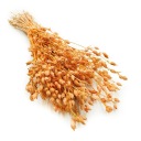 Лепника противна - (Силен) - персик