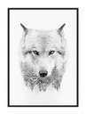 КАРТИНА-ПОСТЕР В РАМКЕ 33х43 см Волк P1461