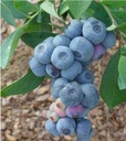 Голубика BLUECROP BEST FRUITS уже, рассада в горшке FRUIT