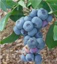 Голубика ТОРО легкий урожай ВКУСНЫХ плодов, очень ПЛОДОРОДНЫЙ куст.
