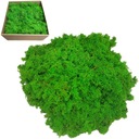 Финский светло-зеленый олений мох 200г мульча для декора
