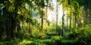 Фотообои ЛЕСНЫЕ ДЕРЕВЬЯ СОЛНЦЕ 490x260 P02 F