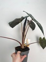 Alocasia Yucatan Princess| Alocasia ideálna ako darček! Jucatan Hmotnosť (s balením) 1.1 kg