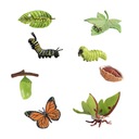 Model životného cyklu motýľov a nočných motýľov, Vek dieťaťa 2 mesiace +