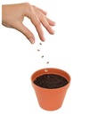 Apák napi ajándék boldogságfa bonsai ajándék apák napjára Akció apák napja