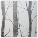 ОБОИ БЕРЕЗА ОБОИ ЛЕС ВИНИЛ erismann