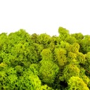 Лаймовый олений мох 380G NET