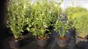 Borówka AMERYKAŃSKA ZESTAW PÓŹNY 1-362 Roślina w postaci sadzonka w pojemniku 1-2l