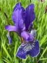 Irys Syberyjski Kosaciec niebieskie kwiaty idealny przy brzegu oczka stawu Nazwa łacińska Iris