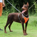 Szelki treningowe spacerowe dla psa ASTRO pomarańczowe rozmiar XL Marka ZWIERZOPASJA