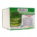 ВЫРАЩИВАНИЕ РАССТАВКИ СЕМЕНА В ДОМАШНИХ УСЛОВИЯХ