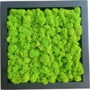 Картинка из храбрых, 27x27 см, премиум -финского моха