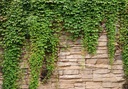 ФОТОобои STONE Ivy 450x315 b-A-0173-a-d