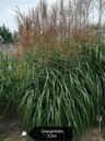 Мискантус китайский ORANGEFEDER - Miscanthus sinensis