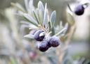 Grécke čierne olivy SUŠENÁ V MORSKEJ SOLI priamo z Kréty 180 g. Stav balenia originálne