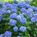 Гортензия Macrophylla 'Early Blue' - ПОСЕВ - Гортензия голубая ароматная