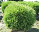 THUJA MR BOWLING BALL ПОсев THUJA THRUB BALL