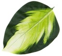 ХОСТ лист зеленый/белый ИСКУССТВЕННЫЕ ЛИСТЬЯ