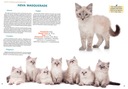 Koty. Rasy z całego świata Nośnik książka papierowa