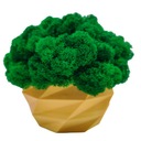 Вазон с мхом хроботек, 18 см, мох хроботек в золотом горшке, 3D печать