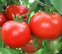 Рассада полевых томатов Кмичич грунтовая