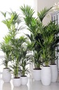 УВЛАЖНИТЕЛЬ ДЛЯ ЖИЛЫХ УВЛАЖНИТЕЛЕЙ AREKA PALM Dypsis Lutescens размер M