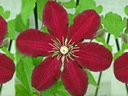 Clematis, plamienok NIOBE-- č. 265